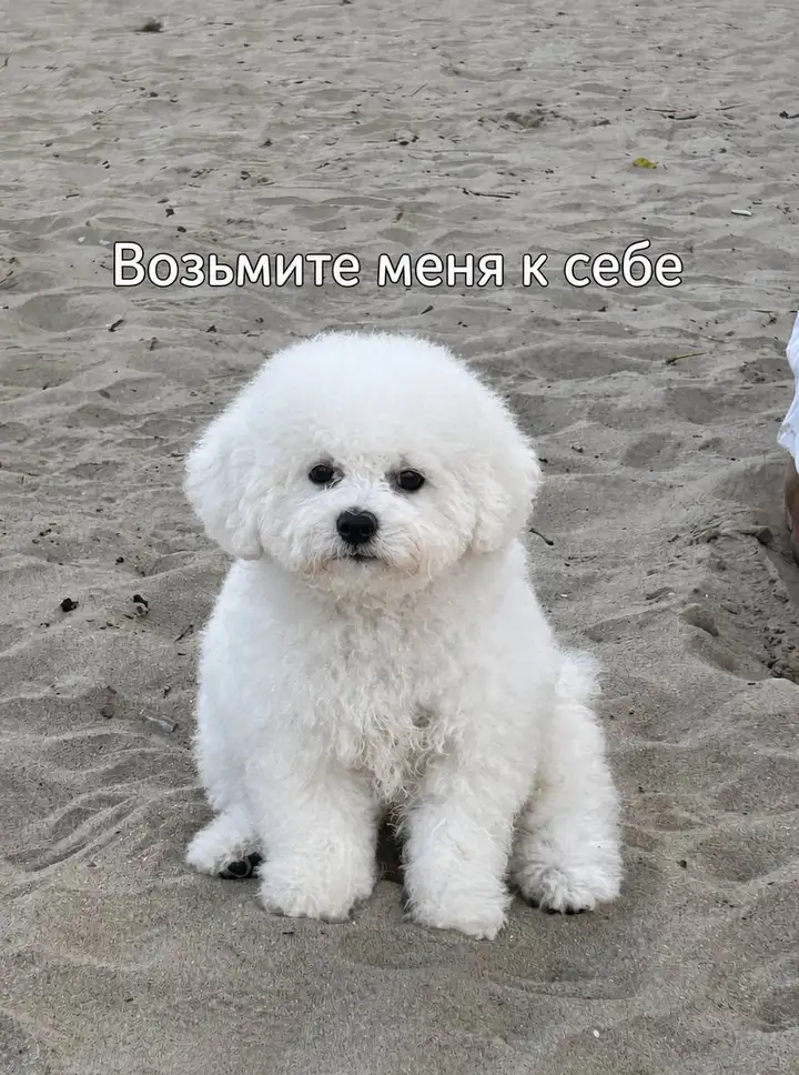 Бишон фризе, 3 месяца