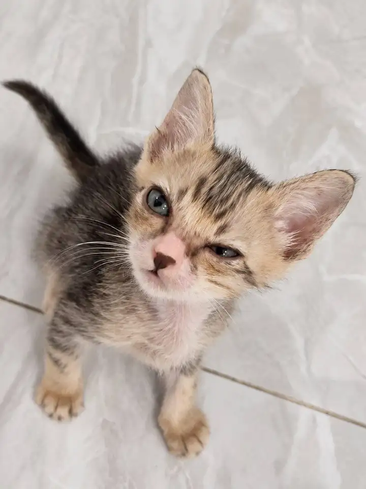 Котята ищут дом