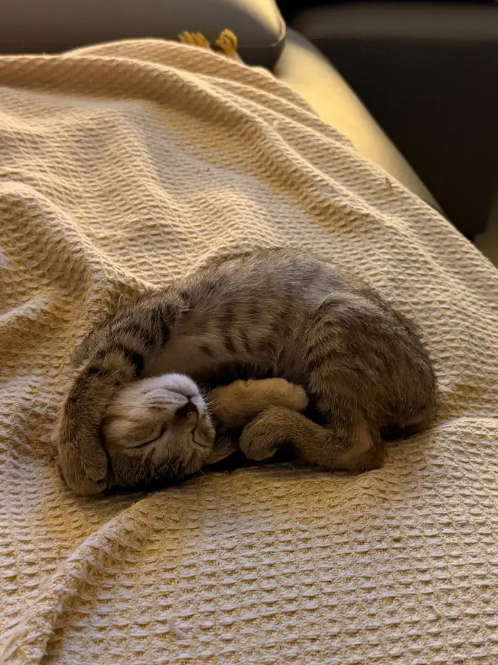 Котенок в добрые руки