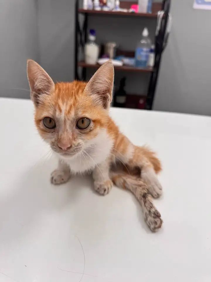 Котенок в добрые руки