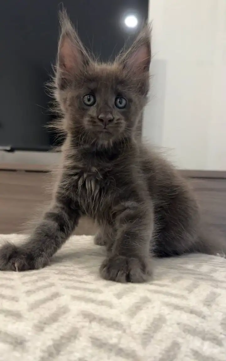 Котята Мейн Кун