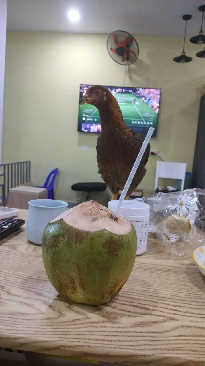 Курица Йоханна