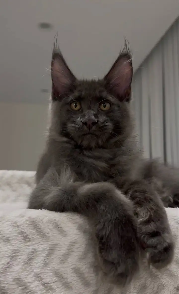 Котята породы Мейн кун