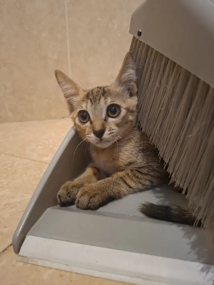 Кошечки в добрые руки