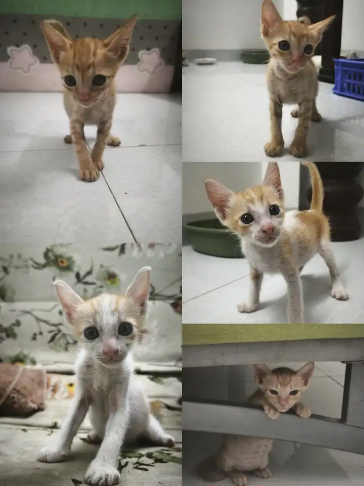 Котята