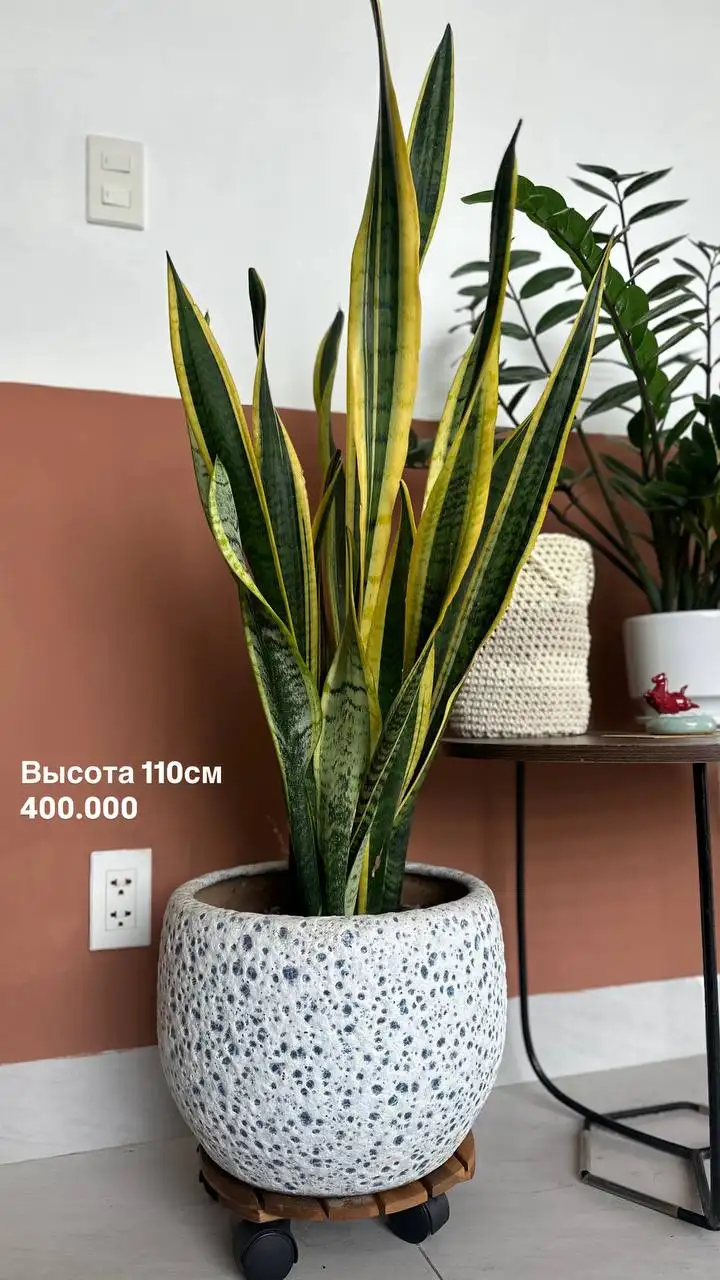 Красивые здоровые растения
