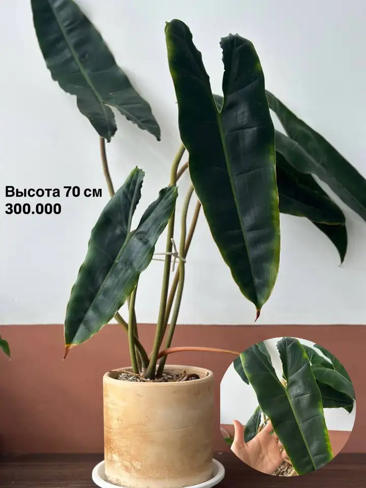 Красивые здоровые растения