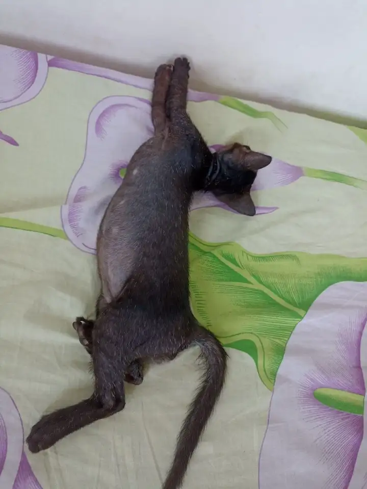 Котёнок ищет семью