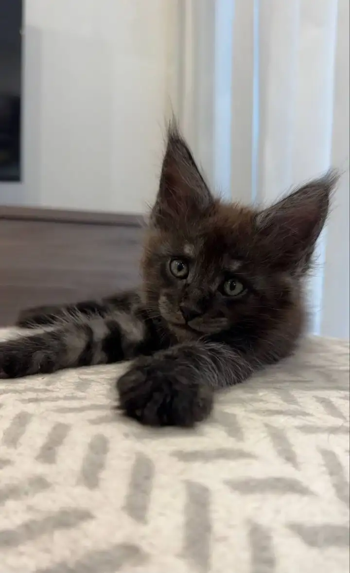 Котята Мейн Кун