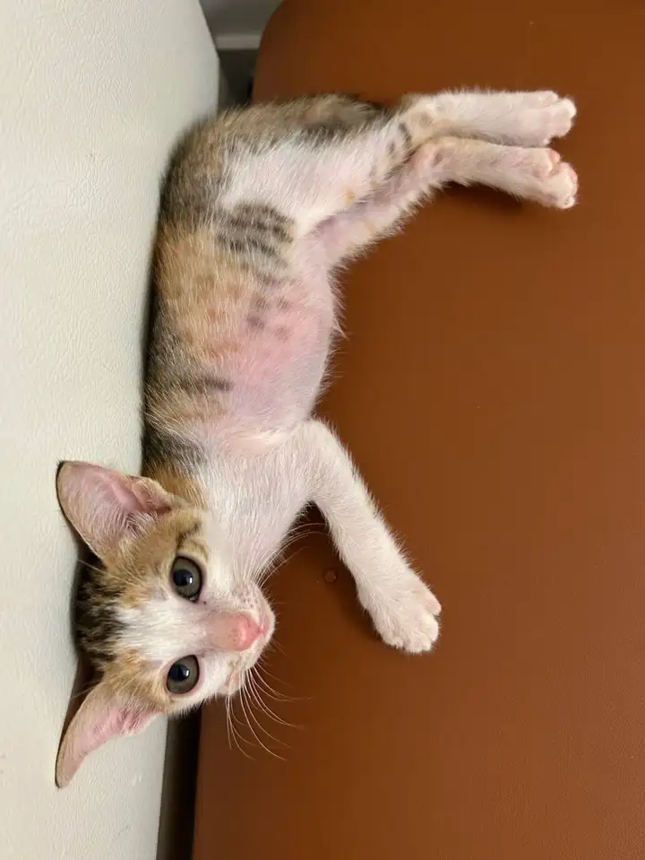 Котенок кошечка