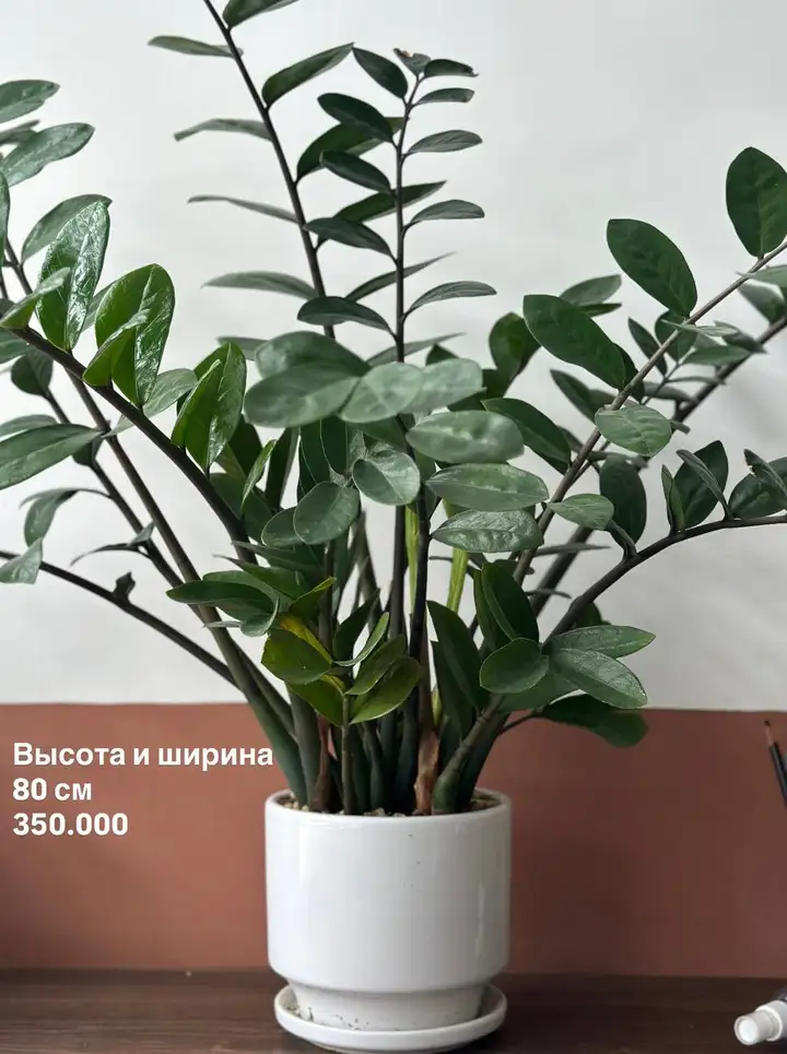 Красивые здоровые растения