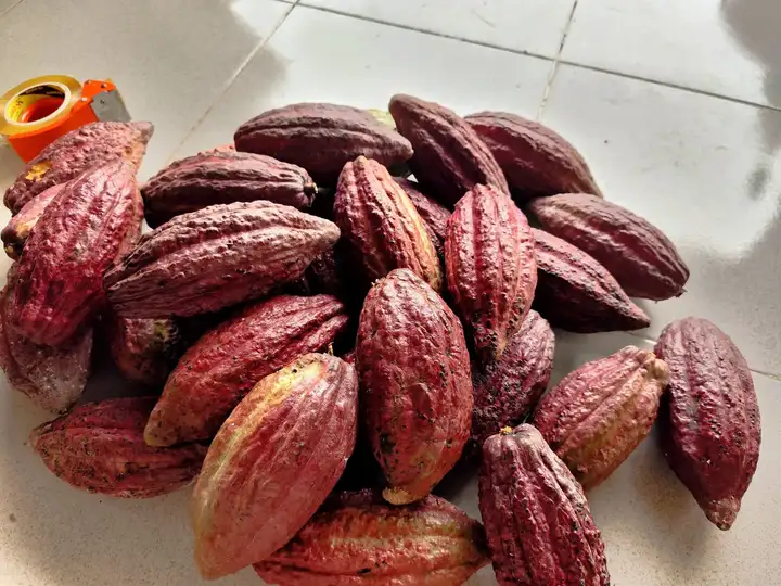 Продукт из какао ручной работы