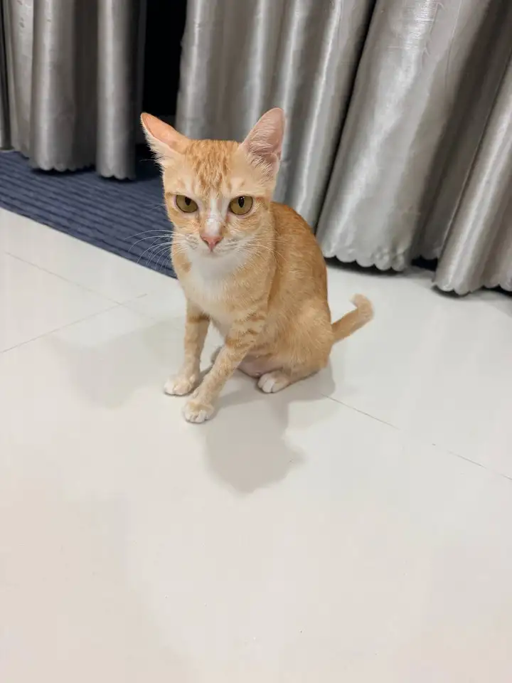 Кошка, около года