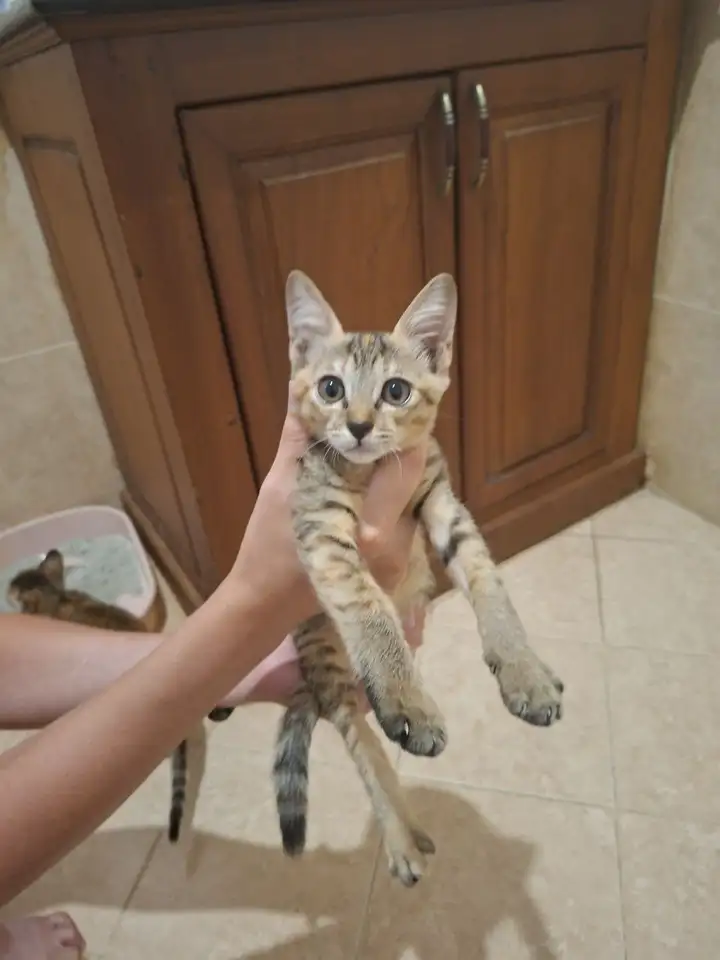 Кошечки в добрые руки