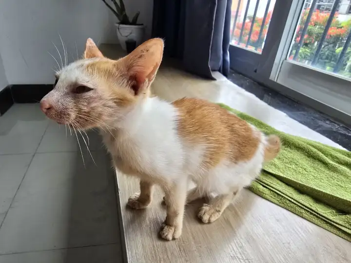 Котёнок с особенностью развития челюсти ищет дом