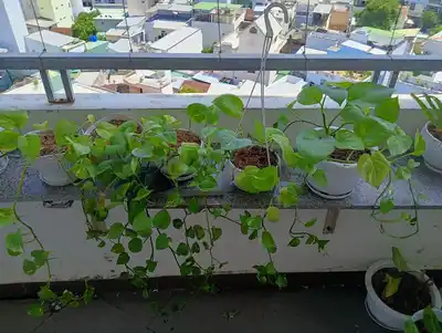Разные цветы