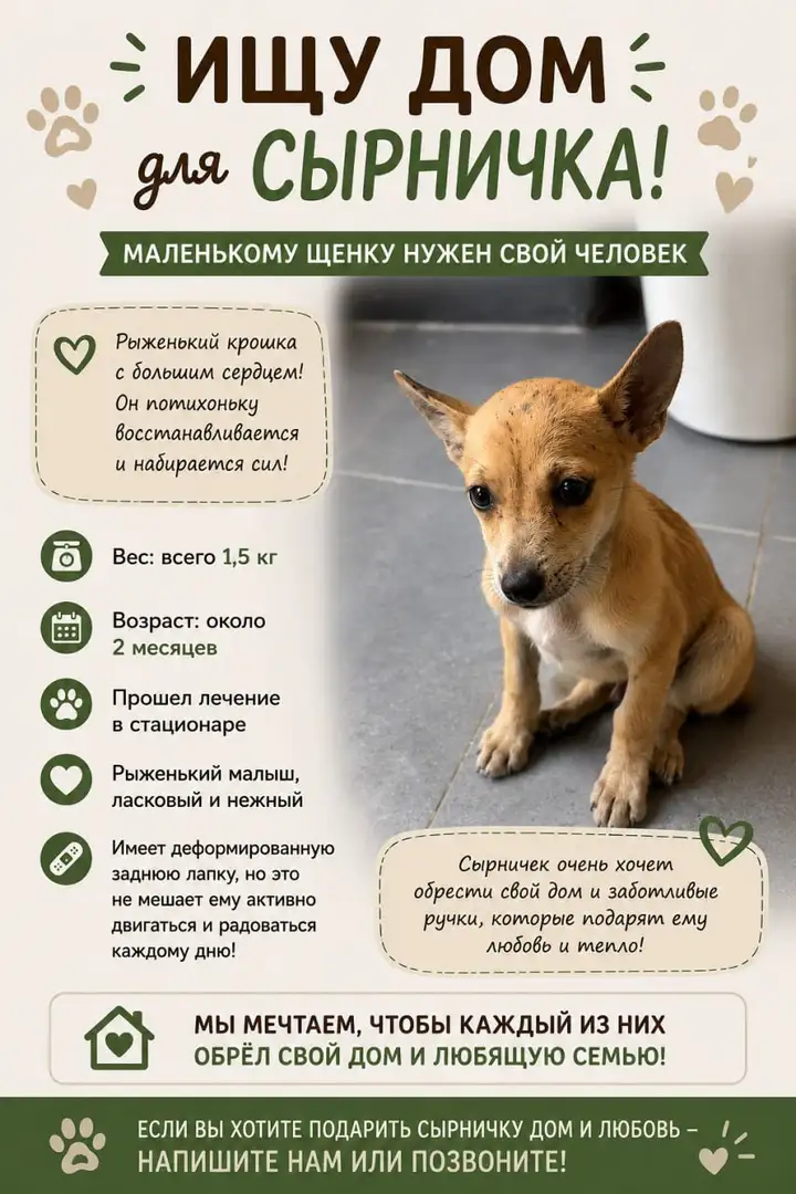 Котята Арчи и Сырничек ищут дом