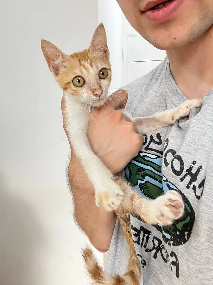 Котенок в добрые руки