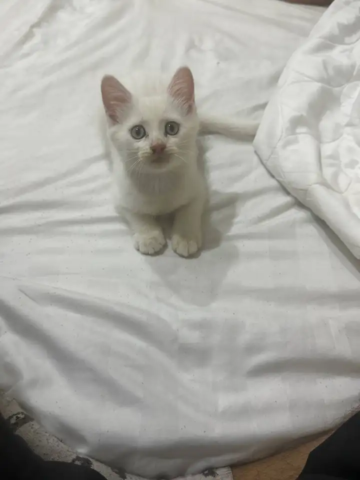 Котёнок, мальчик, 3 месяца