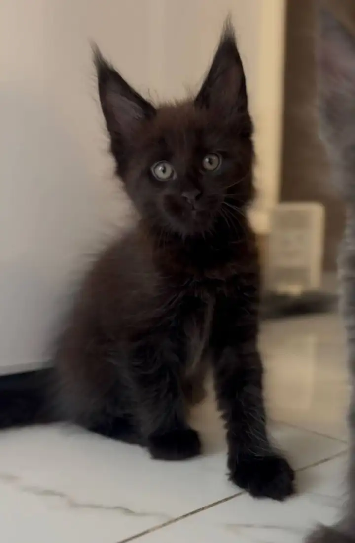 Котята Мейн Кун