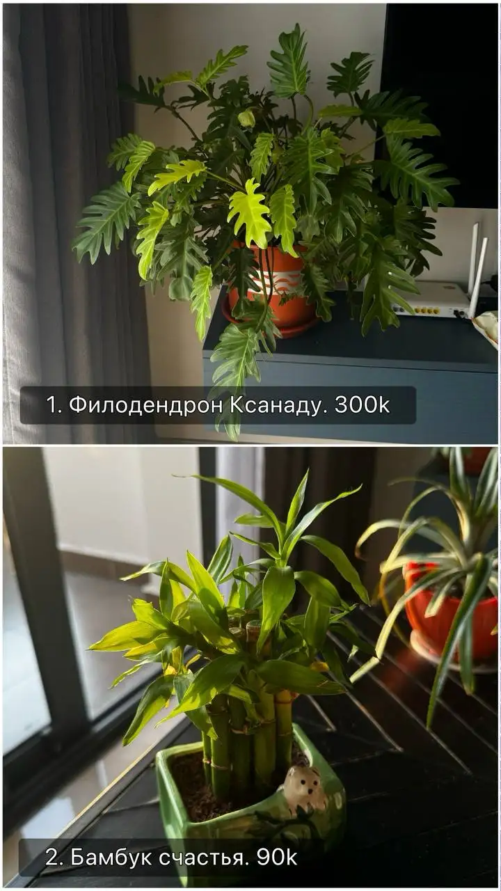 Комнатные растения и набор для ухода