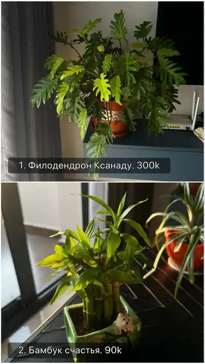 Комнатные растения и набор для ухода