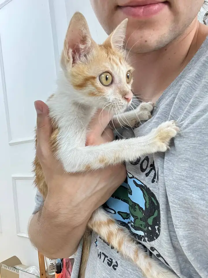 Котенок в добрые руки