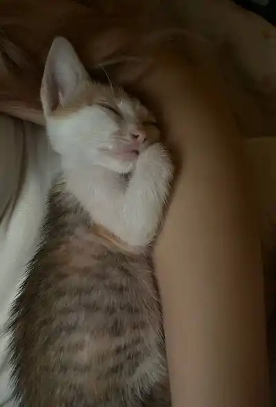 Котенок кошечка