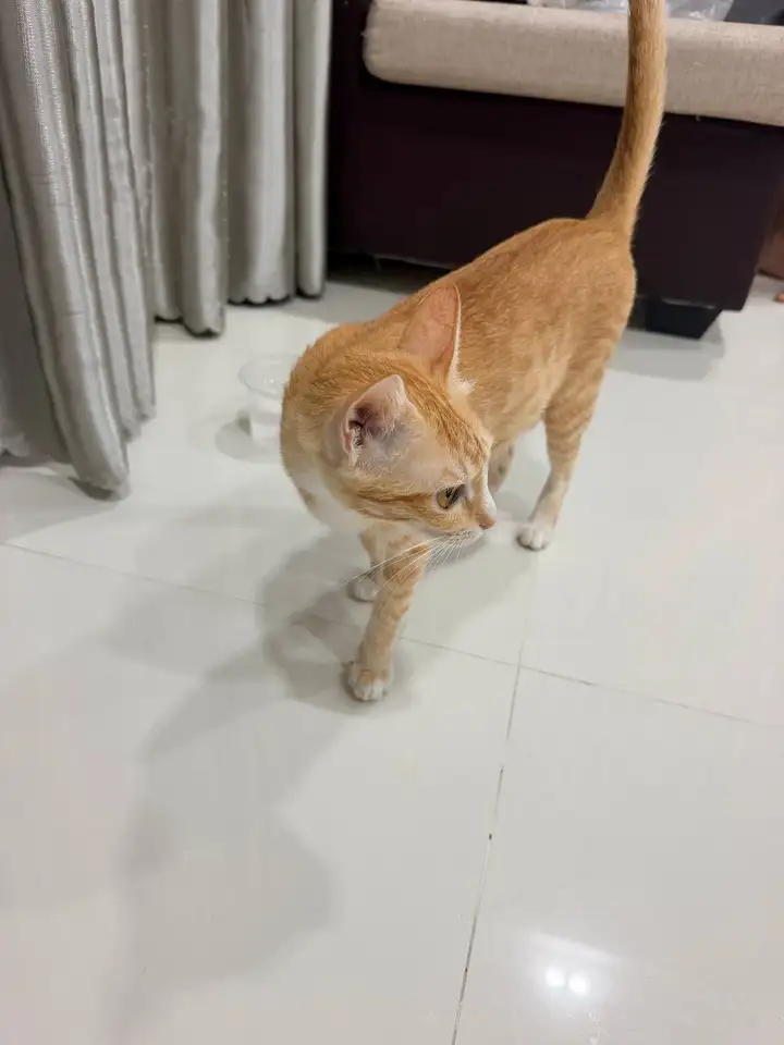 Кошка, около года