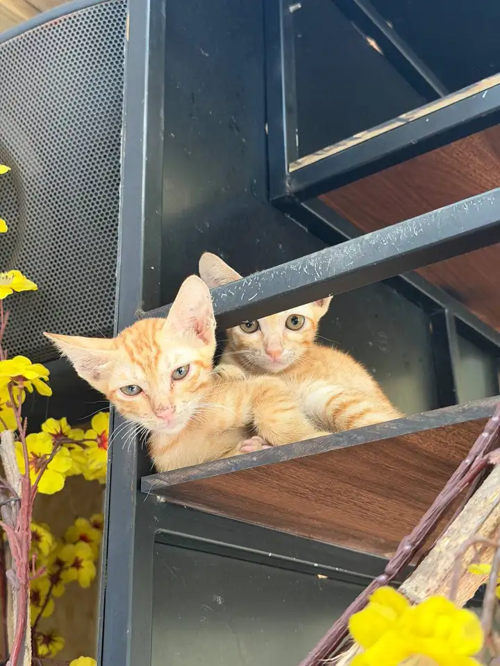 Котята ищут дом