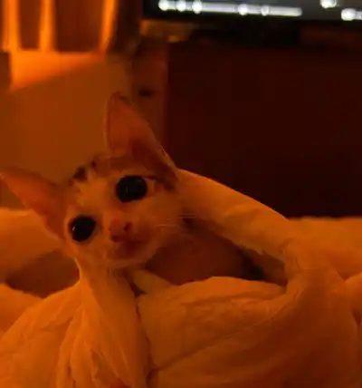 Котенок кошечка
