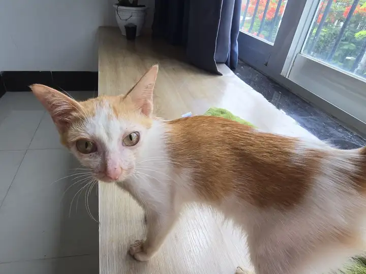 Котёнок с особенностью развития челюсти ищет дом