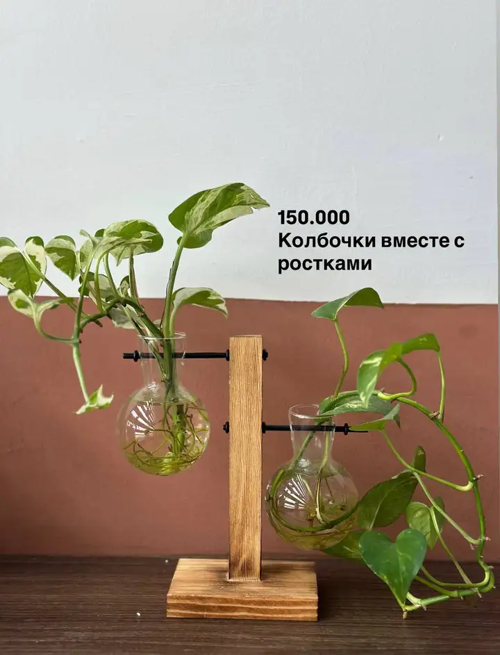 Красивые здоровые растения