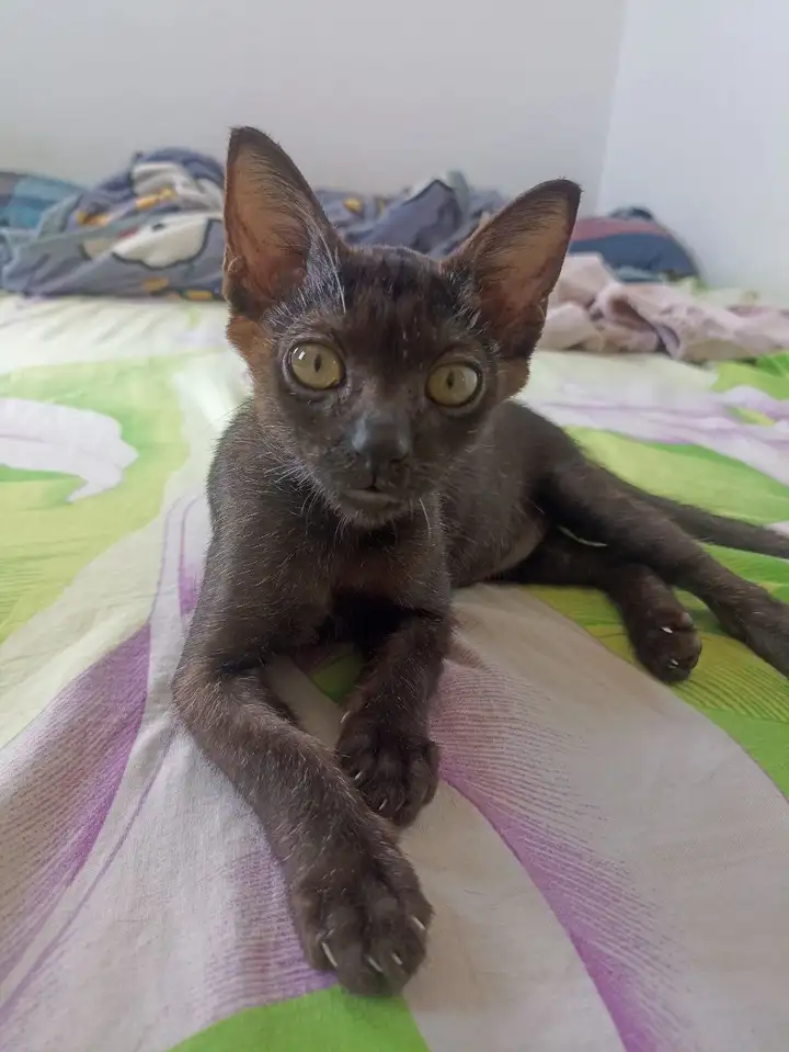 Котёнок ищет семью