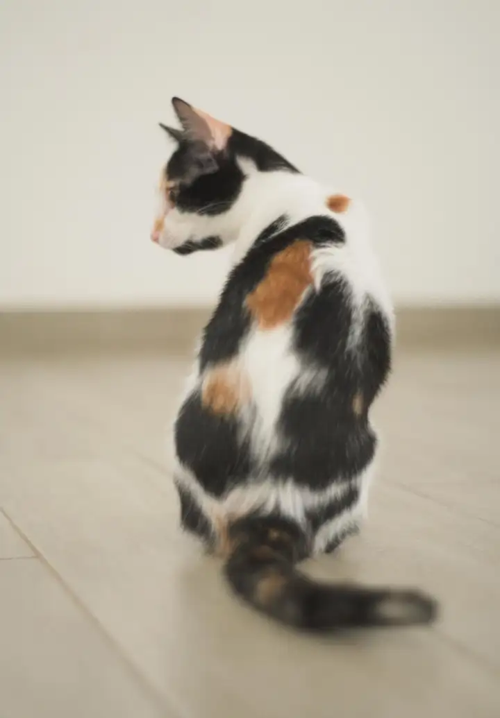 Котята Белка и Милка
