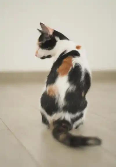 Котята Белка и Милка