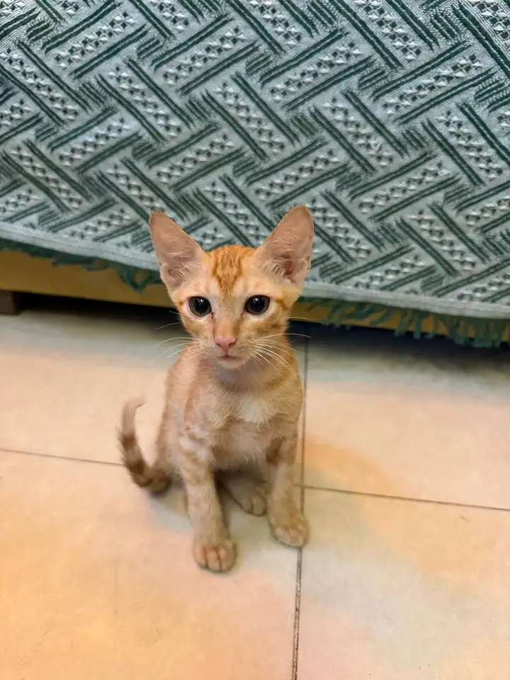 Котята ищут дом