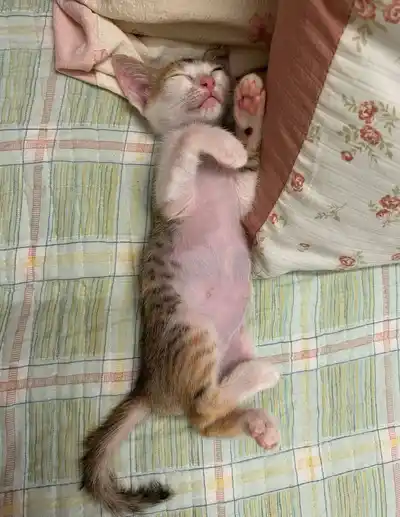 Котенок кошечка
