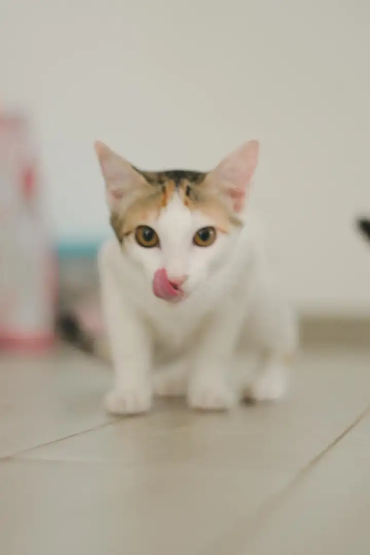 Котята Белка и Милка