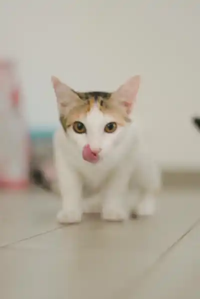 Котята Белка и Милка