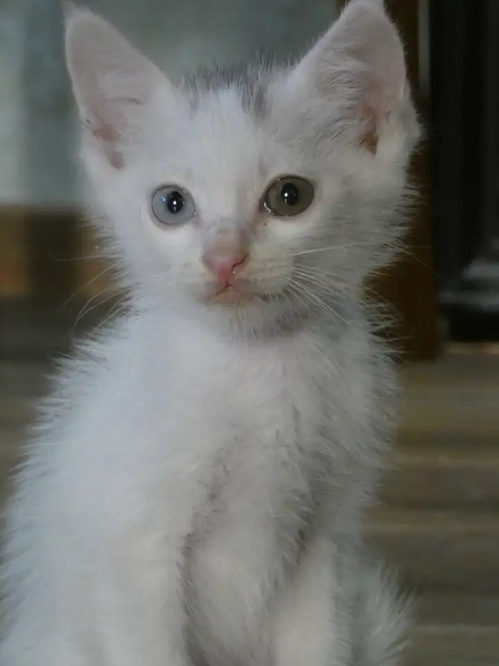 Котята: белый мальчик и черепаховая девочка