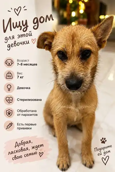 Собачка ищет дом