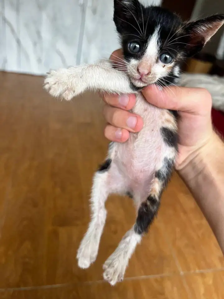 Кошка в добрые руки